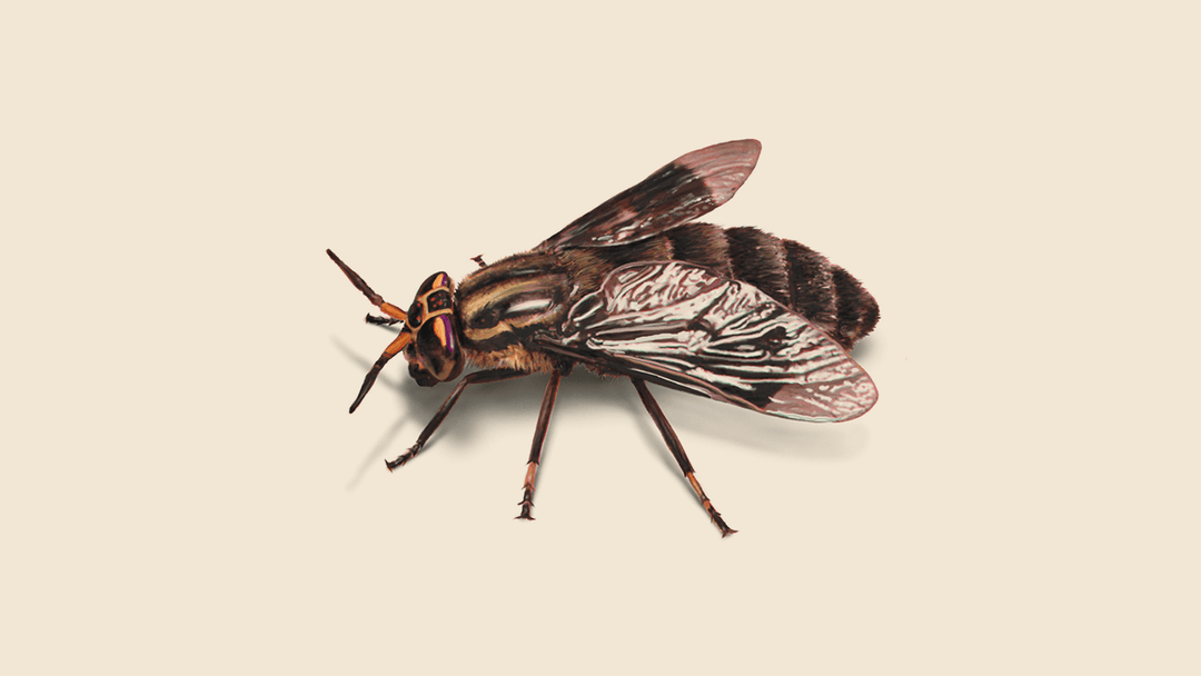 Fly illustration