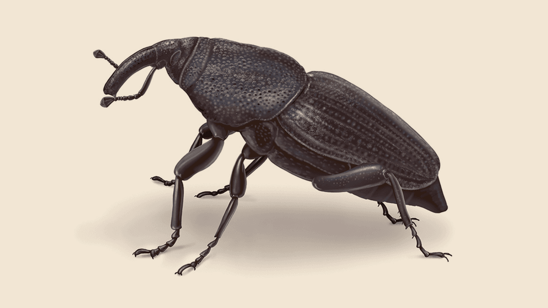 Billbug Illustration
