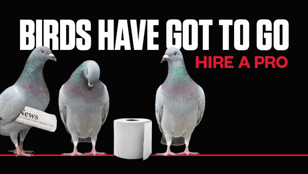 Birds Have to Go - Hire a Pro