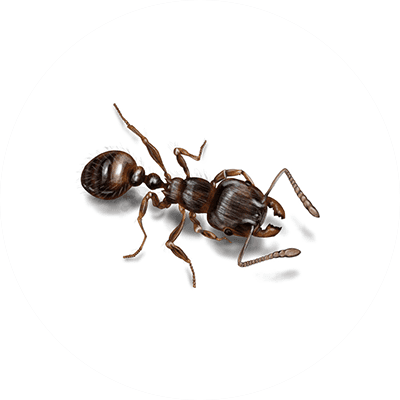 Pavement ant illustration