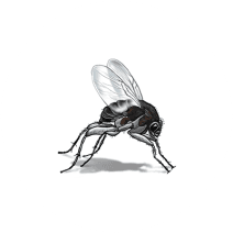 Phorid Humpbacked Flies