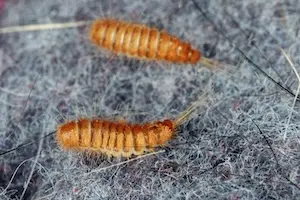 close up of carpet beetles