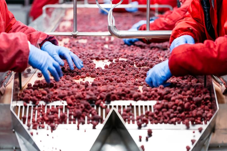 Food processing facility sifting raspberries
