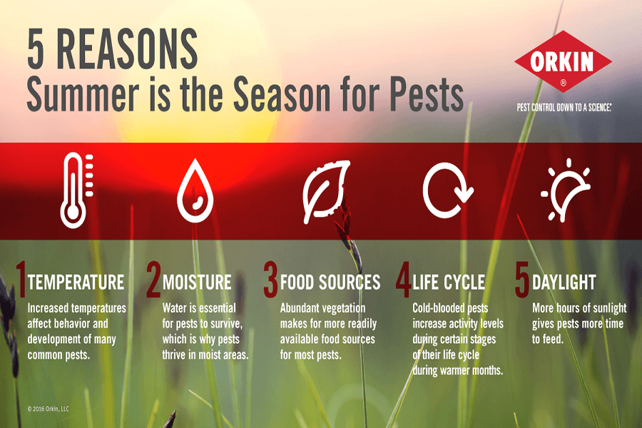 Summer is the Season for Pests Graphic