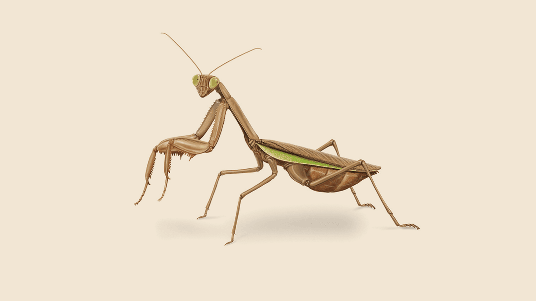 Praying Mantis Illustration