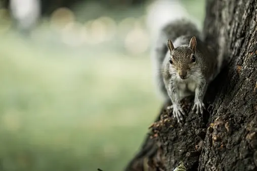 A squirrel on a tree