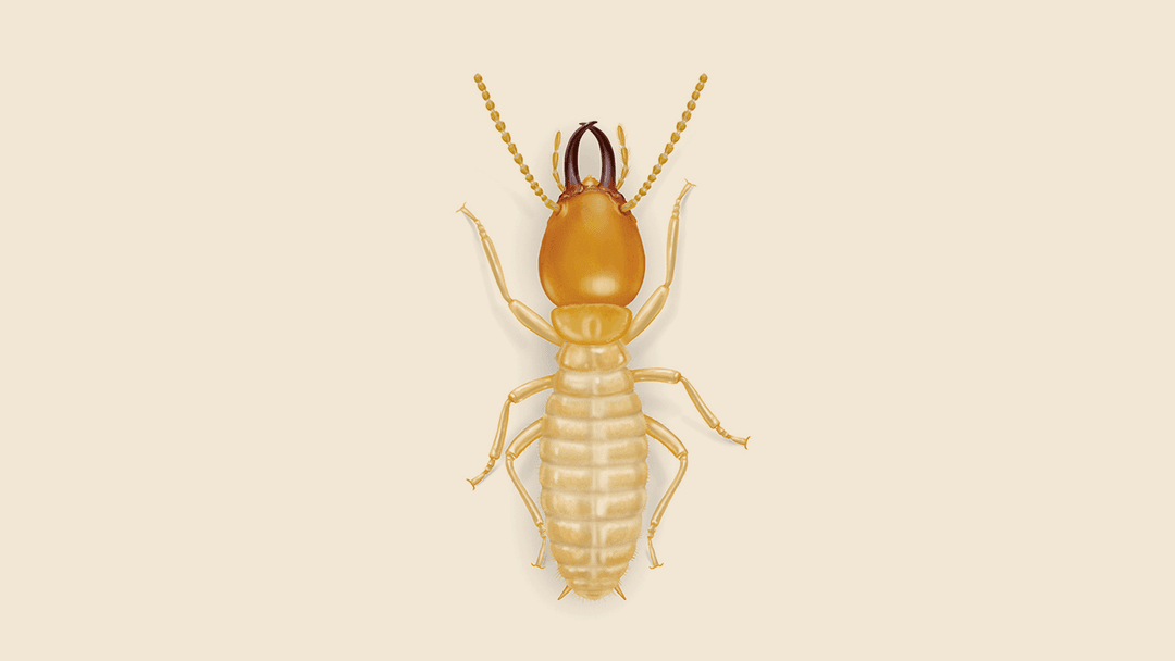 Formosan Termite Illustrations