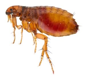 close up of a flea
