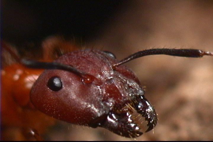 Carpenter Ant Closeup