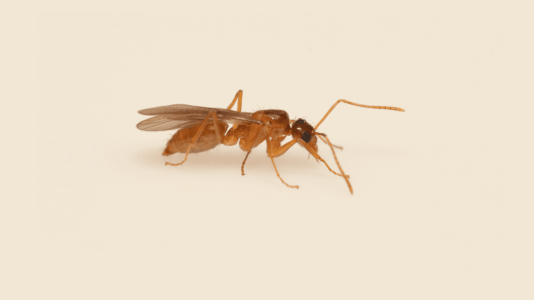 Tawny crazy ant illustration