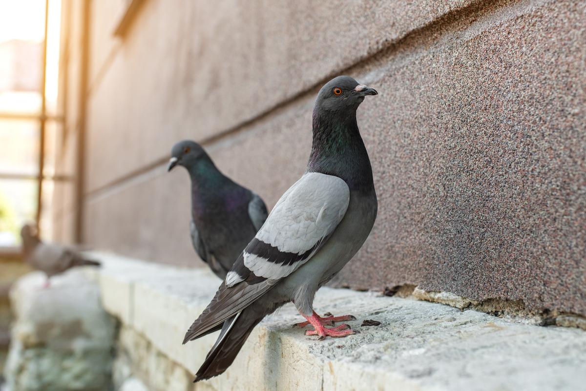 Picture of pigeons perched on a building.