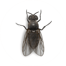 Facts About Black Flies | Fly Habits and Behaviors 