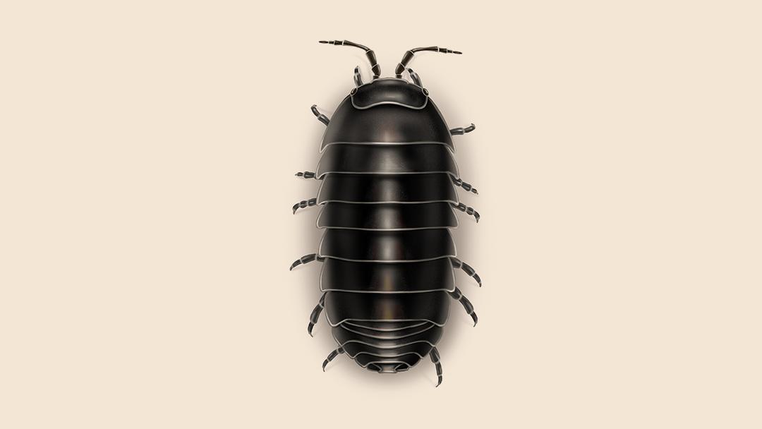 Pillbug illustration