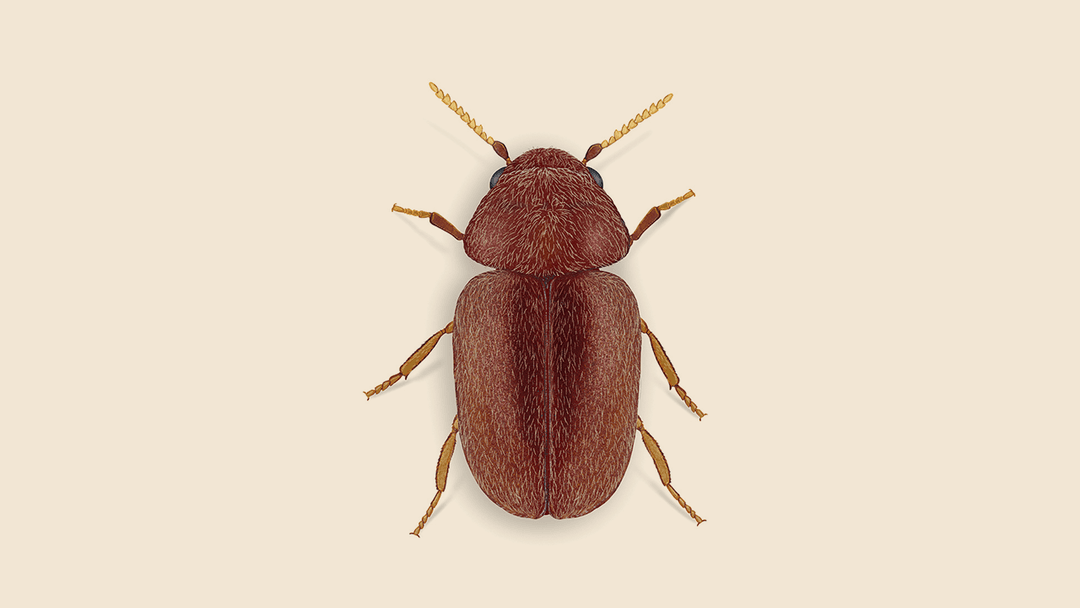 Pantry Beetle Illustration.