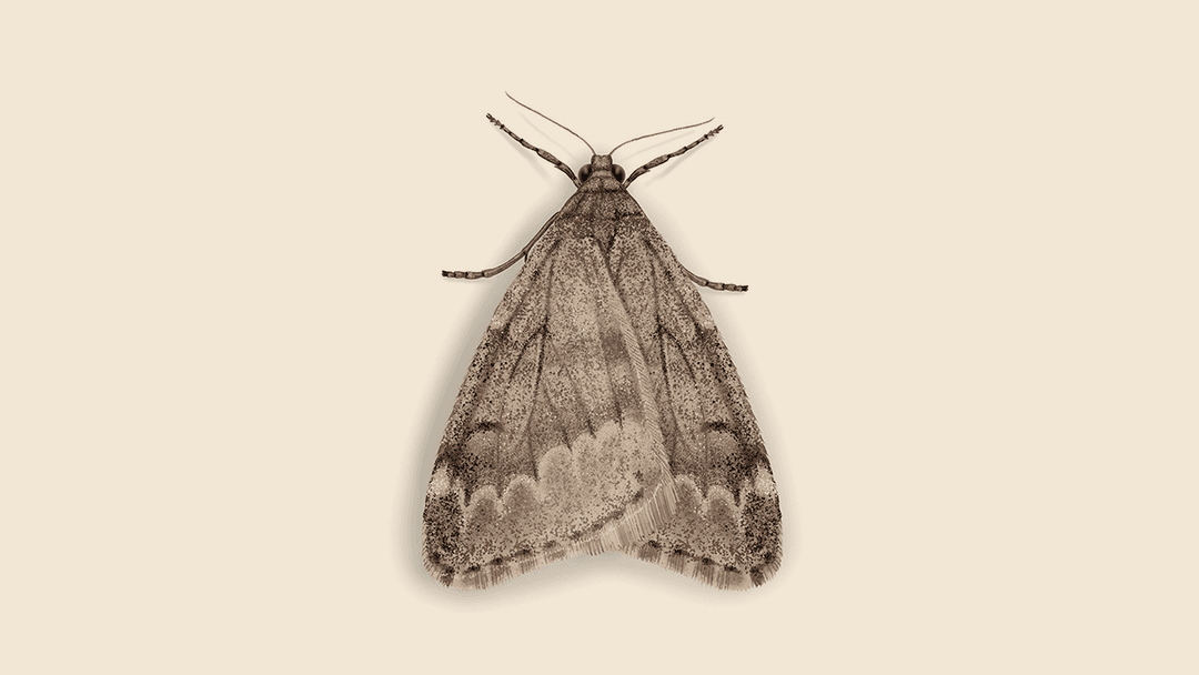 Cankerworm Illustration.
