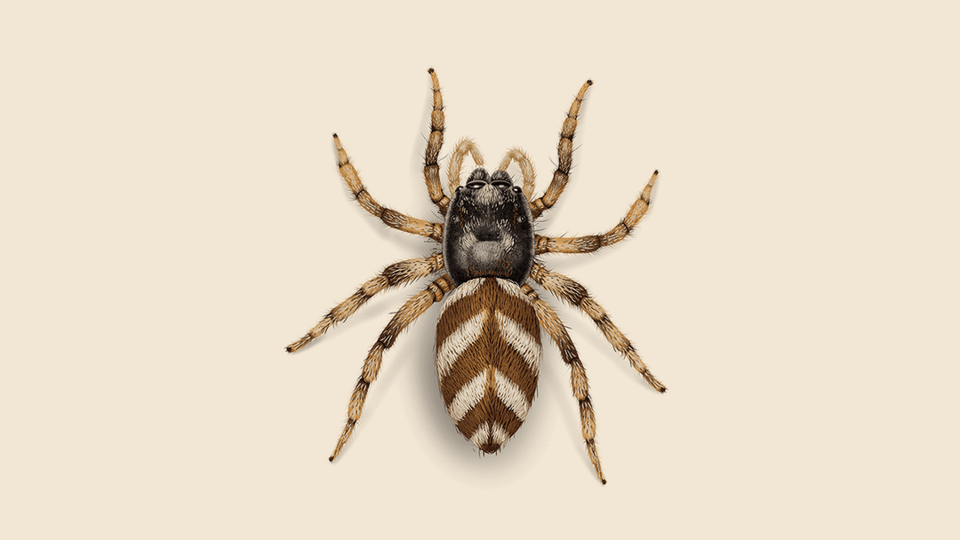 Small Jumping Spider Illustrations