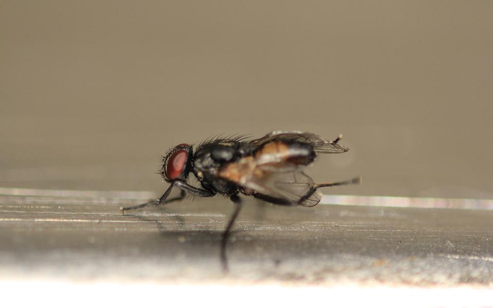 Close Up of Fly