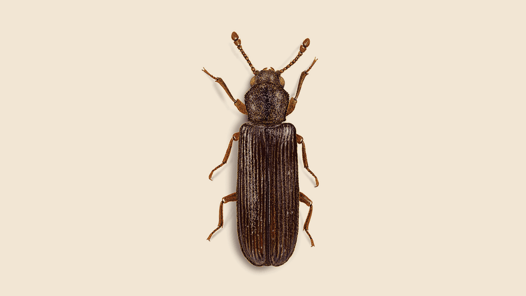 Lyctid Powderpost Beetle Illustration