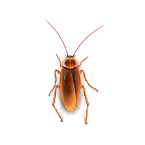 Cockroach Facts | How to Get Rid of Roaches 