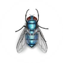 Facts About Bottle Flies | Fly Habits and Behaviors 