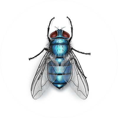 Bottle fly illustration