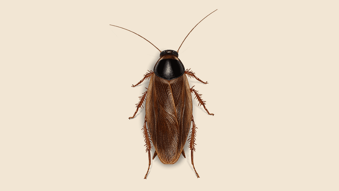 Field Cockroach Illustration
