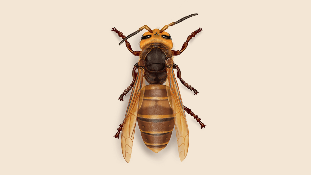 Giant hornet illustration