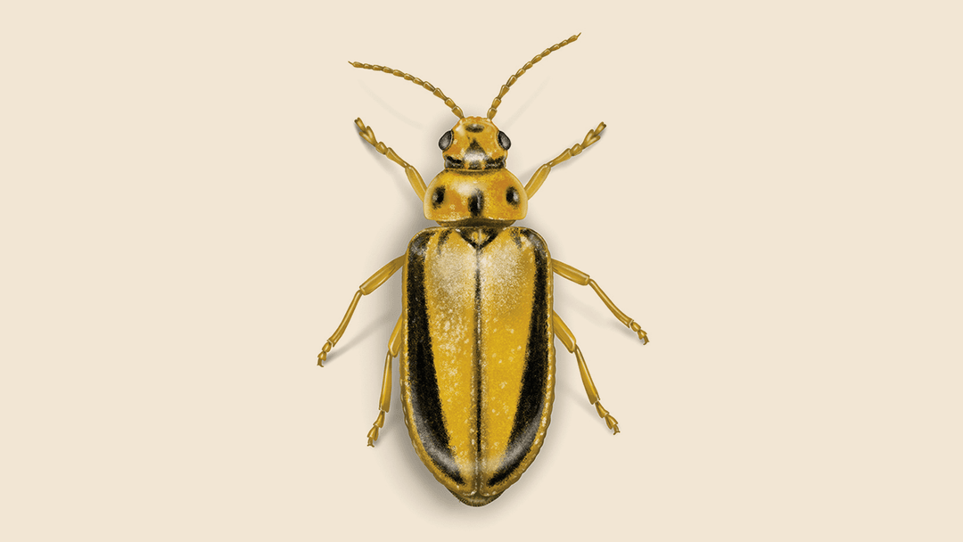 Elm Leaf Beetle Illustration