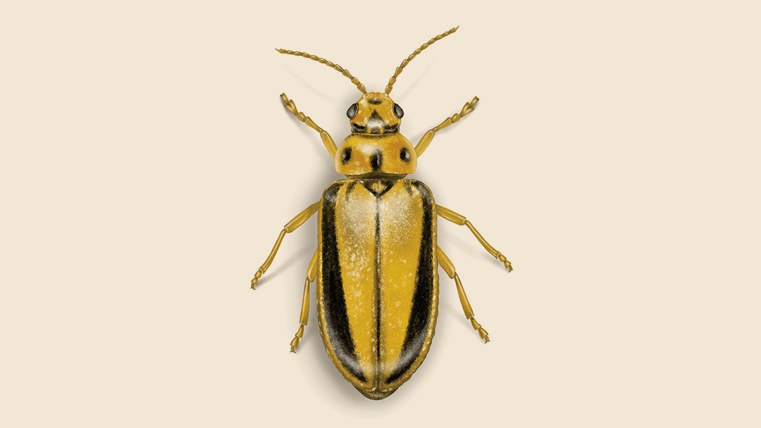 Elm Leaf Beetle Illustration