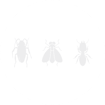 Furniture Beetles