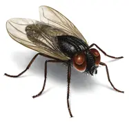 House Fly Illustration