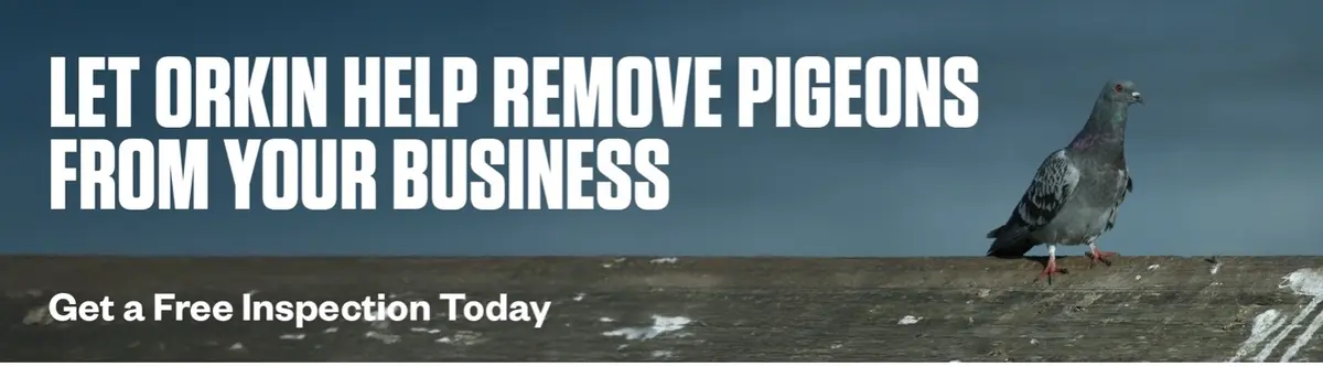 Headline: Let Orkin Help Remove Pigeons From Your Business CTA: Get a Free Inspection Today