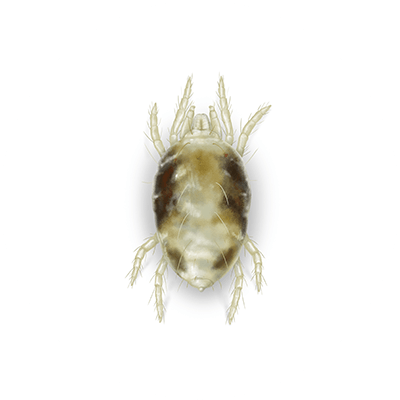 Spider Mite Illustration
