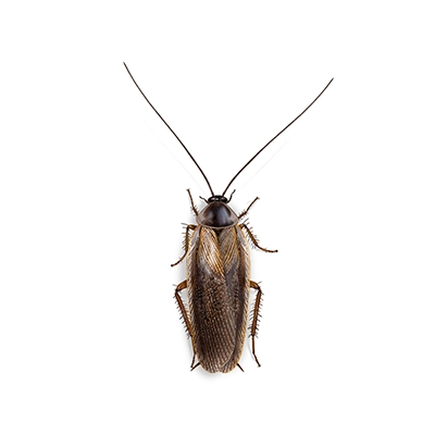 Pennsylvania Wood Cockroach Illustration