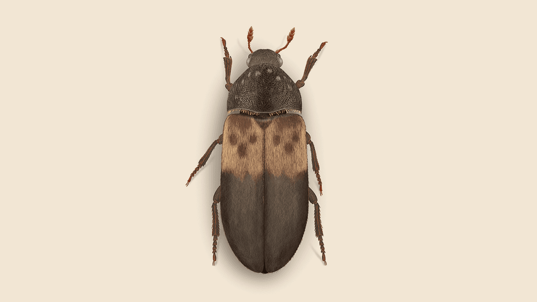Larder Beetle Illustration