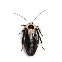 Death Head Cockroach Identification | Get Rid of Roaches