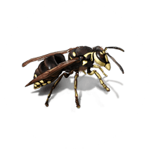 Hornets Exterminator - How To Identify & Get Rid Of Hornets
