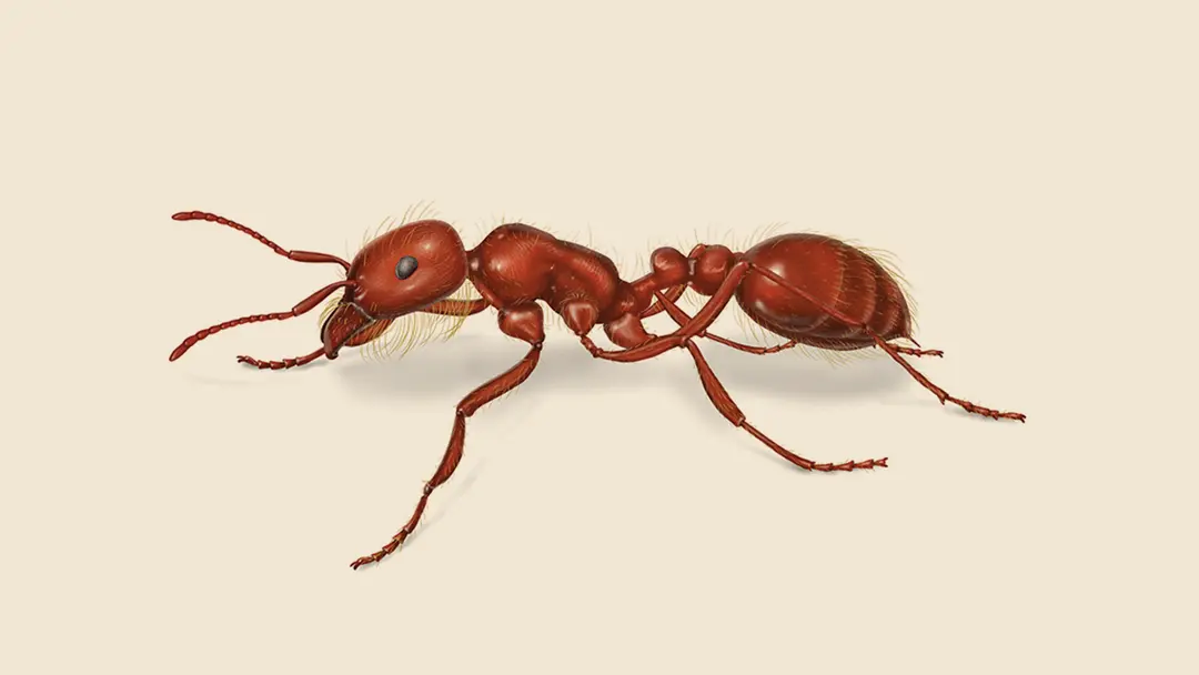 Harvester Ant Illustration