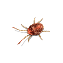 Mites Exterminator - How To Identify & Get Rid Of Mites