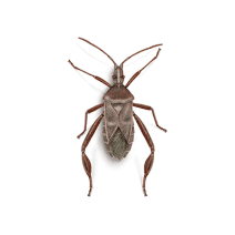 Leaffooted Bugs