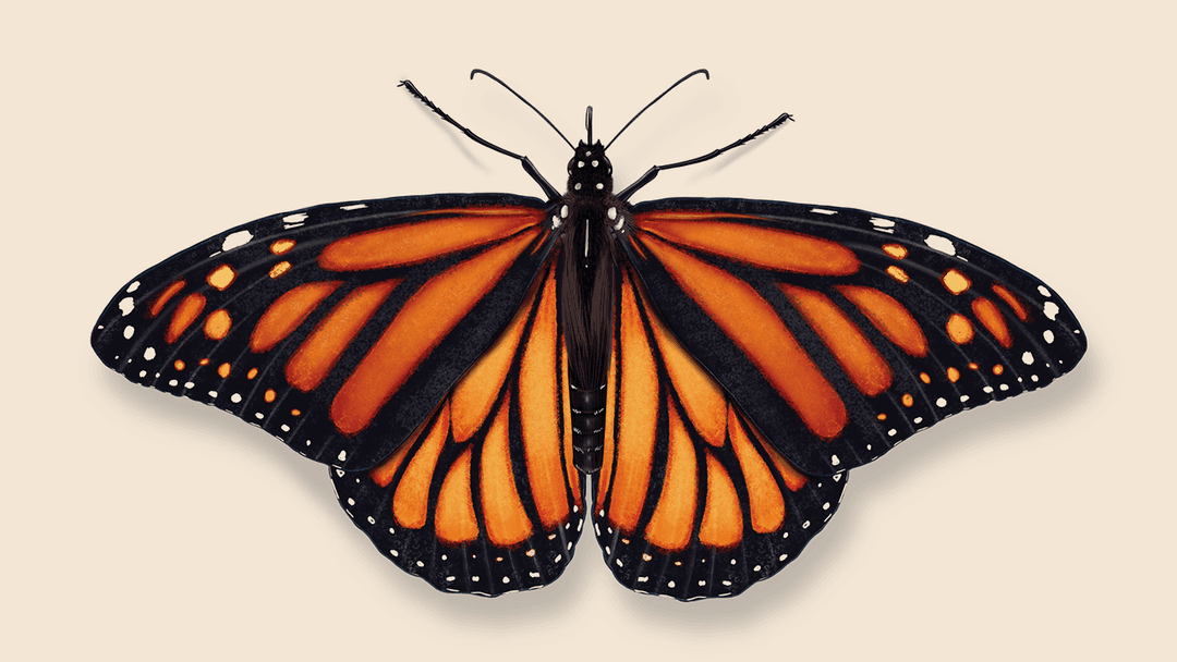 Monarch butterfly illustration