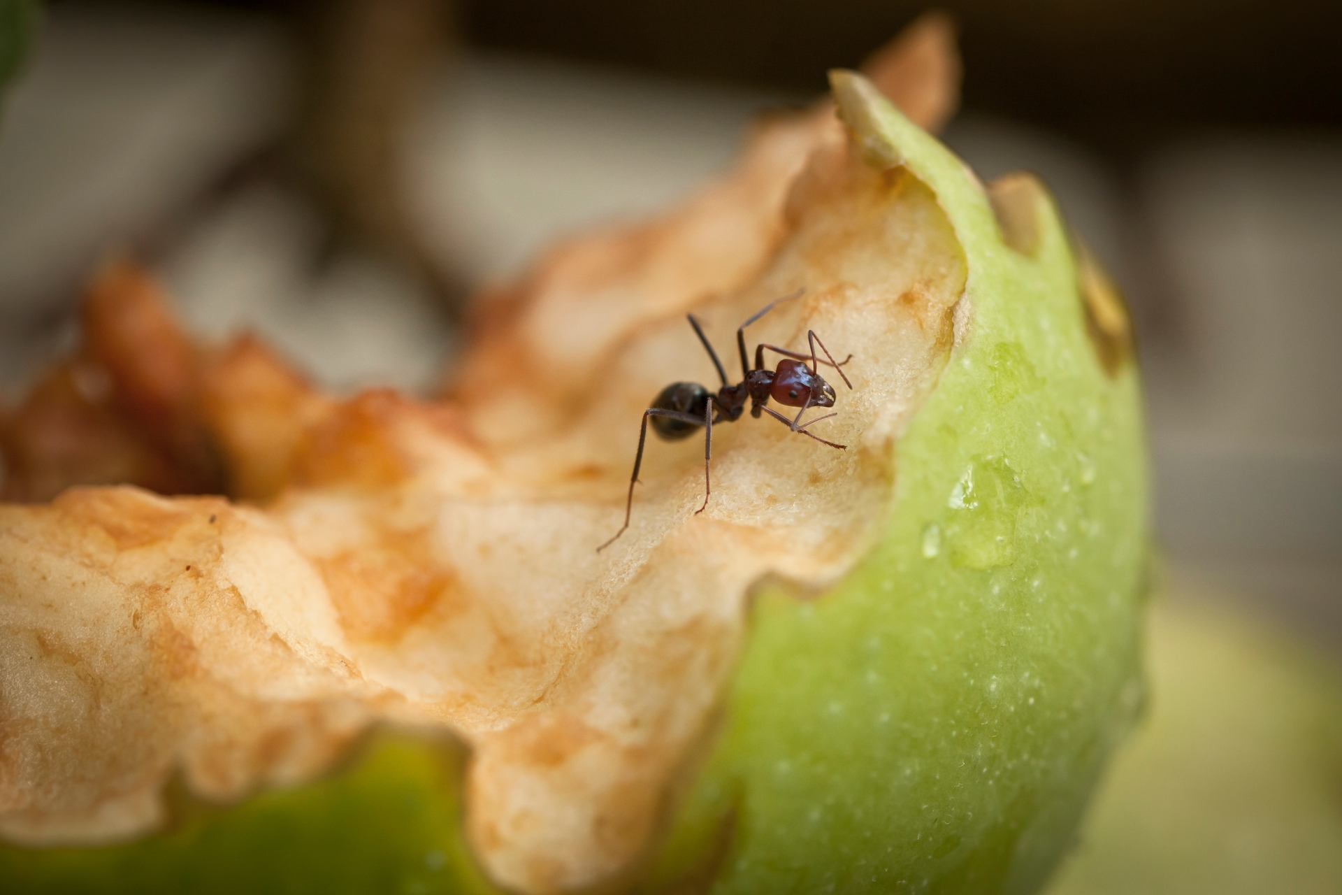 Ant on an apple