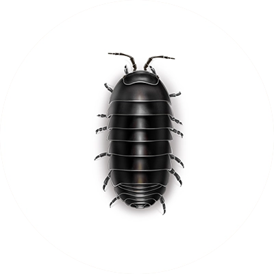 Pill bug illustration