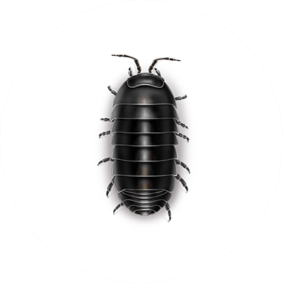 Pill bug illustration