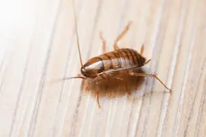 Close up of cockroach nymph