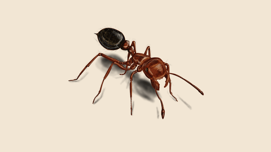 Red fire ant illustration
