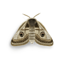 Moths Exterminator - How To Identify & Get Rid Of Moths