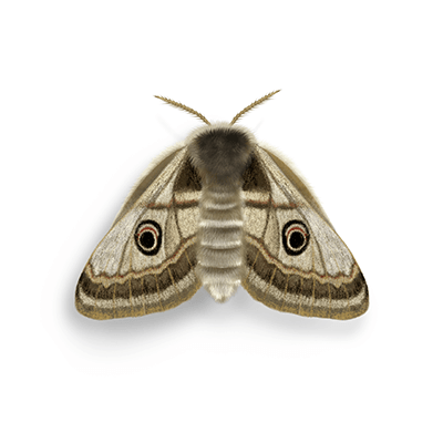 Moth illustration