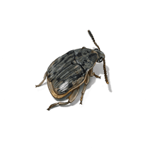 Weevils Exterminator - How To Identify & Get Rid Of Weevils
