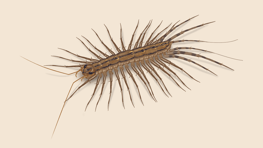 House centipede illustration